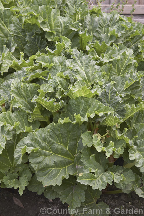 Rhubarb (<i>Rheum x cultorum</i>), a rhizomatous perennial grown for its edible leaf stalks, which are red when ready to eat. It is an ancient hybrid, the origins of which are uncertain but which probably involve. Rheum rhaponticum and Rheum australe