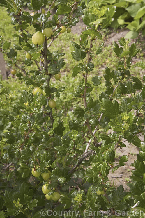 Gooseberry (<i>Ribes uva-crispa</i>), a thorny-stemmed deciduous shrub found in various forms from northeastern Europe to North Africa. It has insignificant yellow-green spring flowers that are followed by tart, bristly green fruit that redden somewhat when ripe