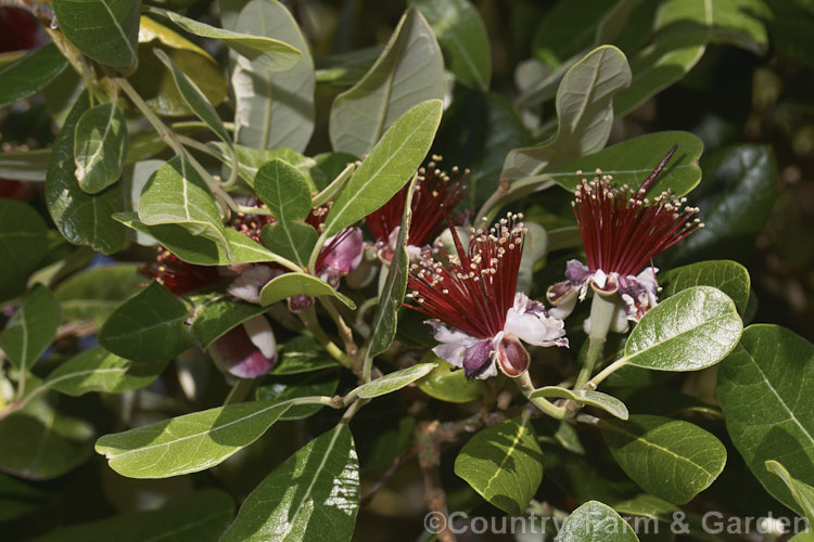 Feijoa or Pineapple Guava (<i>Acca sellowiana</i> [syn. <i>Feijoa sellowiana</i>]), an evergreen, summer-flowering shrub or small tree from southern Brazil and northern Argentina, with a distinctively flavoured fruit that ripen in winter. Order: Myrtales, Family: Myrtaceae