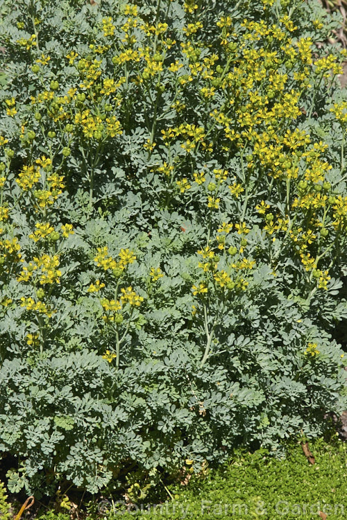 Common Rue or Herb of Grace (<i>Ruta graveolens</i>), a glaucous, 20-50cm tall subshrub found from southeastern Europe to the Balkans. It has medicinal uses but can be toxic. This is 'Jackman's Blue', an especially glaucous cultivar. Order: Sapindales, Family: Rutaceae
