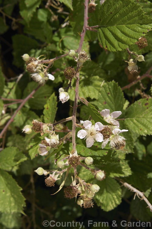 Blackberry (<i>Rubus fruticosus agg</i>) in flower. This strong-growing, deciduous bramble with very thorny stems and deliciously tart fruit is widely naturalised in the temperate zones and often considered a weed. The specific status of the blackberry is undecided and it may be a natural hybrid of several Eurasian species.