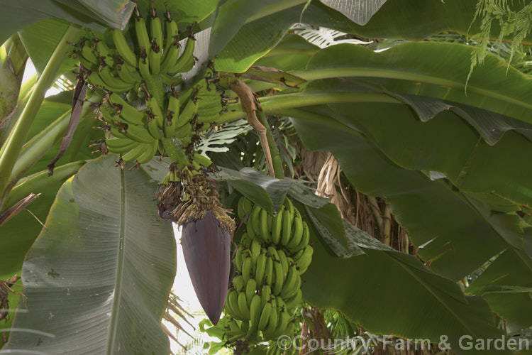 Banana (<i>Musa x paradisiaca [Musa acuminata x Musa balbisiana]), this is the commercial edible banana, a sterile clone unknown in the wild that is among the most widely cultivated and appreciated fruits, and a staple in many tropical and subtropical areas. musa-3163htm'>Musa. <a href='musaceae-plant-family-photoshtml'>Musaceae</a>.
