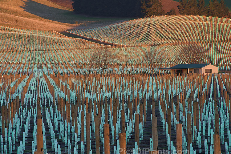 A freshly planted vineyard. Canterbury, New Zealand.