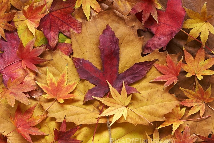 The maple leaf shape isn't unique to maples. This image includes the three common deciduous genera with this type of foliage: maple (<i>Acer</i>), sweet gum (<i>Liquidambar</i>) and plane (<i>Platanus</i>).