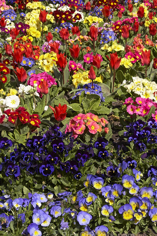 Pansies and polyanthus are great for showy winter to early spring colour.