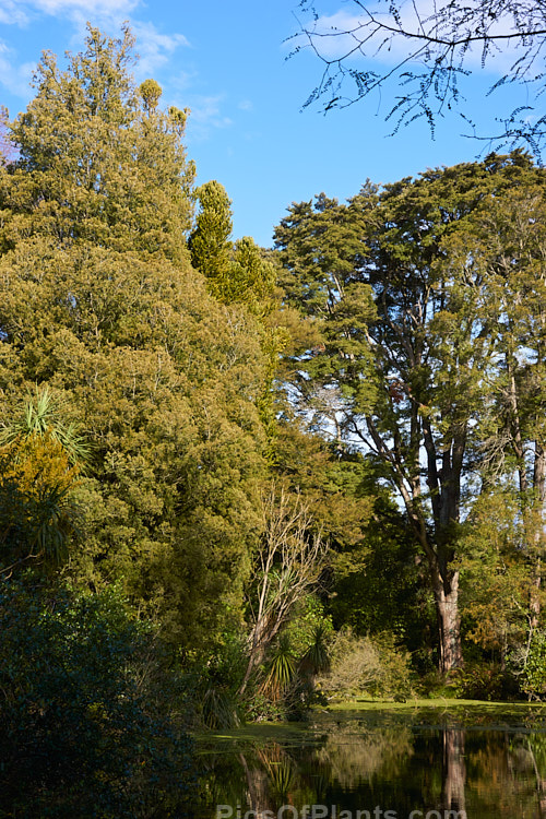 Several large specimens of New Zealand native trees beside a pond. From left they are: Kahikatea (<i>Darycarpus dacrydioides</i>), Kauri (<i>Agathis australis</i>) and two species of southern beech.