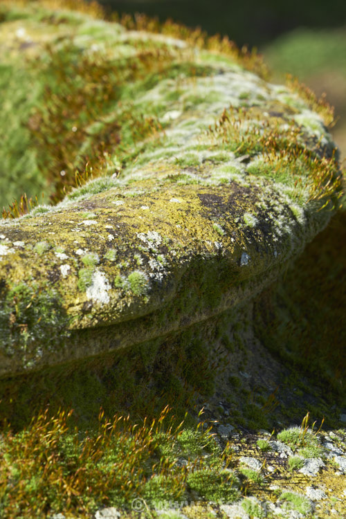 Part of a dense covering of mosses and lichens on an old limestone garden urn. Many of the mosses are bearing their spore capsules.