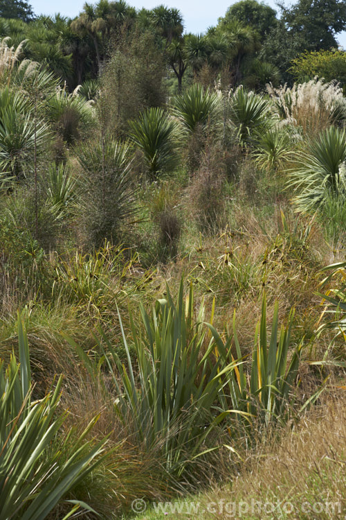An area of New Zealand wetland that is dominate by grasses, including, Austroderia, Cabbage Tree (<i>Cordyline australis</i>), sedges and flaxes (<i>Phormium</i>).