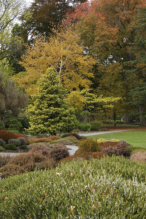 An autumn scene with hardy shrubs and tress, including heaths (<i>Erica</i>) and heathers <i>Calluna</i>, birch (<i>Betula</i>, maple (<i>Acer</i>) and <i>Chamaecyparis</i>