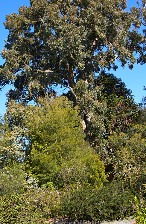 Australian plants, including <i>Eucalyptus</i>, <i>Acacia</i>, <i>Grevillea</i> and <i>Melaleuca</i>.