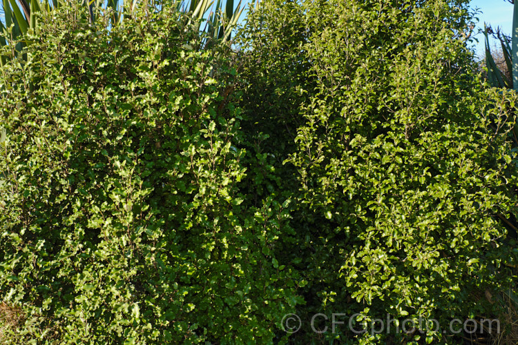 Two New Zealand plants that are often confused with each other. On the left is Olearia paniculata and to the right is Pittosporum tenuifolium. Both have oval, wavy edged leaves and a dense bushy habit, though the Pittosporum is ultimately much taller. Despite the superficial similarity, they are quite different plants. The olearia is a daisy, which can be seen in its fluffy seedheads. It also has pale indumentum on the foliage and at times its leaves are a distinctive pale green.