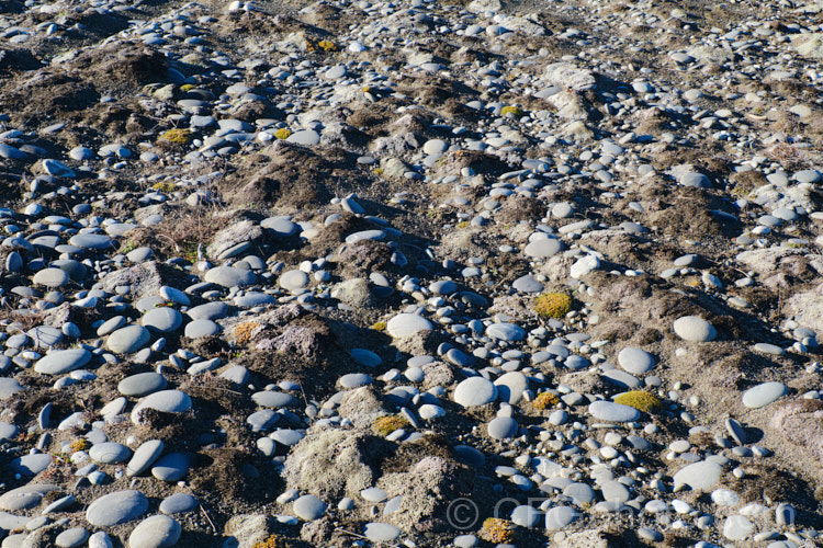 The rock laden sandy soil of Kaitorete Spit, Canterbury, New Zealand, dominated by two types ground-hugging plants: the silvery. Raoulia australis and the yellow-green. Scleranthus uniflorus.
