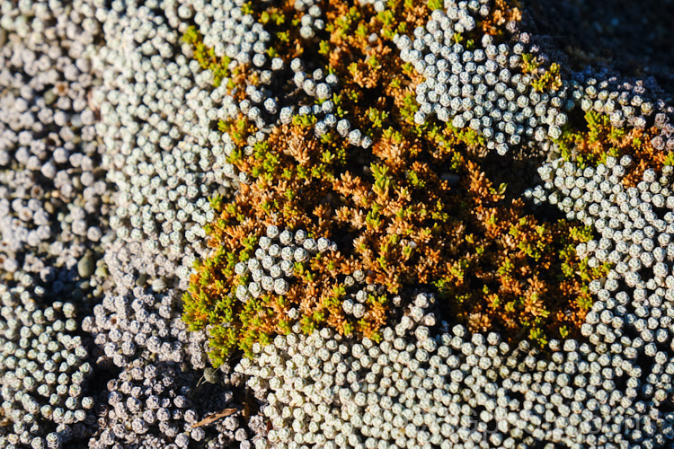 A yellow-green. Scleranthus uniflorus growing through the crowded silver-grey rosettes of Raoulia australis. Kaitorete Spit, Canterbury, New Zealand