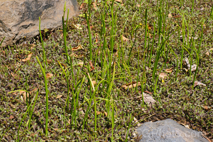The upright stems of the Common Onion Orchid (<i>Microtis unifolia</i>), a grassy-leaved, summer-flowering orchid that occurs in eastern Australia and through much of New Zealand, on a carpet of Leptinella squalida (syn. Cotula squalida</i>) 'Platt's Black', a dark-leaved cultivar of a creeping evergreen New Zealand perennial with tiny yellow florets.