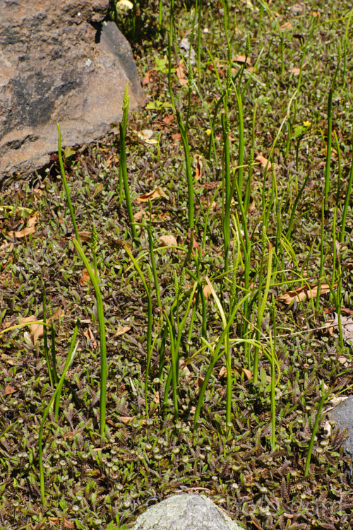The upright stems of the Common Onion Orchid (<i>Microtis unifolia</i>), a grassy-leaved, summer-flowering orchid that occurs in eastern Australia and through much of New Zealand, on a carpet of Leptinella squalida (syn. Cotula squalida</i>) 'Platt's Black', a dark-leaved cultivar of a creeping evergreen New Zealand perennial with tiny yellow florets.