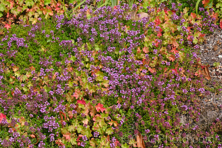 Two aromatic plants: Thyme and Geranium.