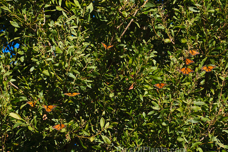 Overwintering monarch butterflies (<i>Danaus plexippus</i>) in Timaru, New Zealand warm themselves in the sun on a blackwood tree (<i>Acacia melanoxylon</i>). While often seen in great numbers at the start of winter, by the end of the season - when this photo was taken - the population has dwindles. Though there are always enough to start another generation as the weather warms.