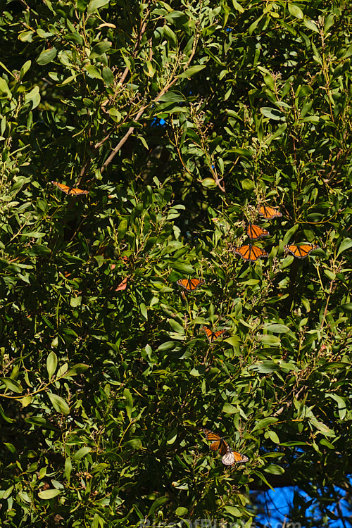 Overwintering monarch butterflies (<i>Danaus plexippus</i>) in Timaru, New Zealand warm themselves in the sun on a blackwood tree (<i>Acacia melanoxylon</i>). While often seen in great numbers at the start of winter, by the end of the season - when this photo was taken - the population has dwindles. Though there are always enough to start another generation as the weather warms.