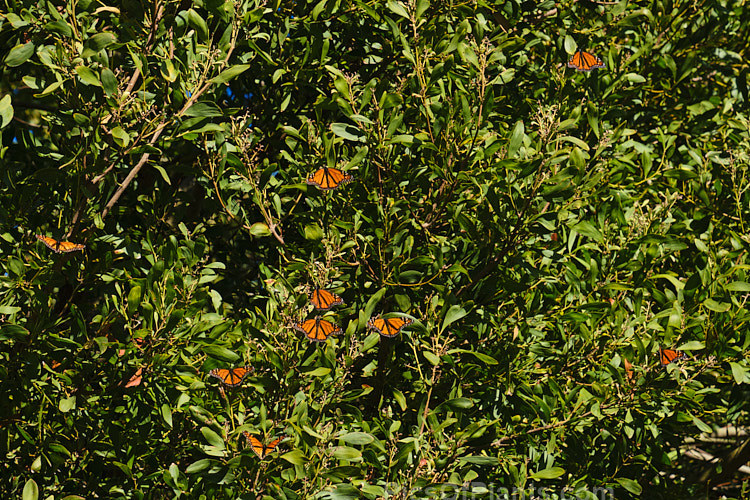 Overwintering monarch butterflies (<i>Danaus plexippus</i>) in Timaru, New Zealand warm themselves in the sun on a blackwood tree (<i>Acacia melanoxylon</i>). While often seen in great numbers at the start of winter, by the end of the season - when this photo was taken - the population has dwindles. Though there are always enough to start another generation as the weather warms.
