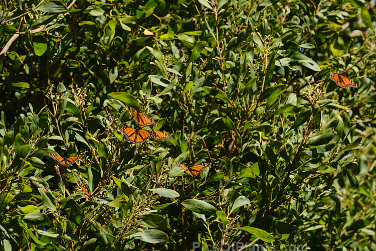 Overwintering monarch butterflies (<i>Danaus plexippus</i>) in Timaru, New Zealand warm themselves in the sun on a blackwood tree (<i>Acacia melanoxylon</i>). While often seen in great numbers at the start of winter, by the end of the season - when this photo was taken - the population has dwindles. Though there are always enough to start another generation as the weather warms.