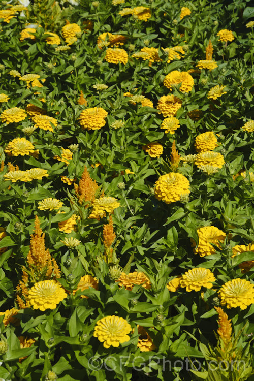 Two colourful summer annuals: <i>Zinnia</i> and cockscomb (<i>Celosia</i>).