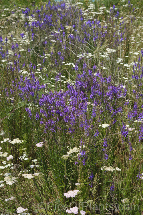 The tall spikes of purple toadflax (Linaria purpurea) among the white flowers of common yarrow (Achillea millefolium), blooming in midsummer on a stretch of exposed coastline