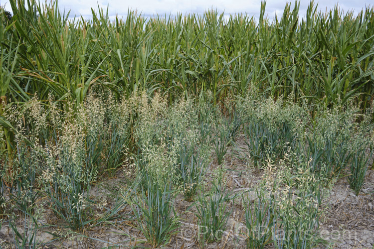 Two important cereal and stock feed crops: oats (<i>Avena sativa</i>) in front of maize (<i>Zea mays</i>)
