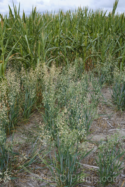 Two important cereal and stock feed crops: oats (<i>Avena sativa</i>) in front of maize (<i>Zea mays</i>)