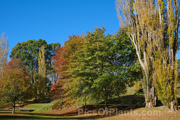 Oaks and poplars in autumn