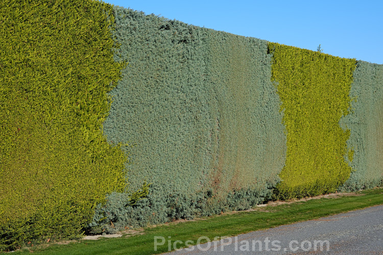 A hedge featuring the contrasting foliage of the Golden Monterey Cypress (<i>Hesperocyparis macrocarpa 'Lutea' [syn. 'Aurea') and the glaucous Hesperocyparis arizonica (syn. Cupressus arizonica</i>) 'Blue Ice'.