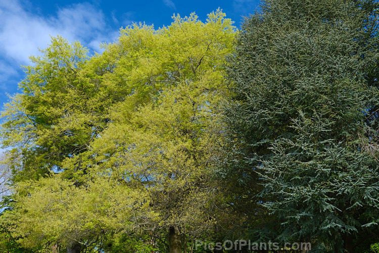 Oaks with fresh spring growth and flower alongside the blue foliage of an Atlas Mountains blue cedar (<i>Cedrus atlantica</i> 'Glauca').