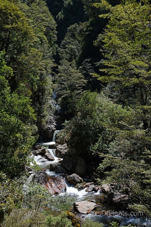 Dense southern beech forest along a mountain stream. The forest trees are mainly of the genera <i>Lophozonia</i> and <i>Fuscospora</i> of the Nothofagaceae. Canterbury, New Zealand