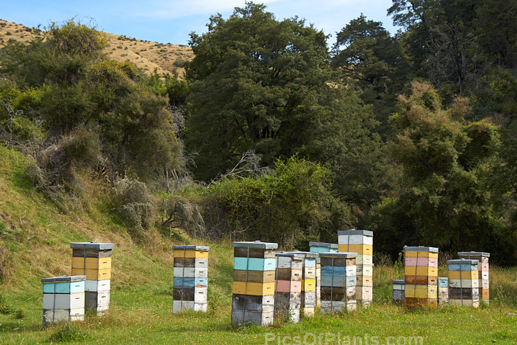 Beehives on a farm in North Canterbury, New Zealand. The hives are moved onto the farm by a local apiarist to take advantage of the flowering of certain pasture plants, such as clover, and the bloom of plants like manuka (<i>Leptospermum scoparium</i>) in patches of bushland on the farm.