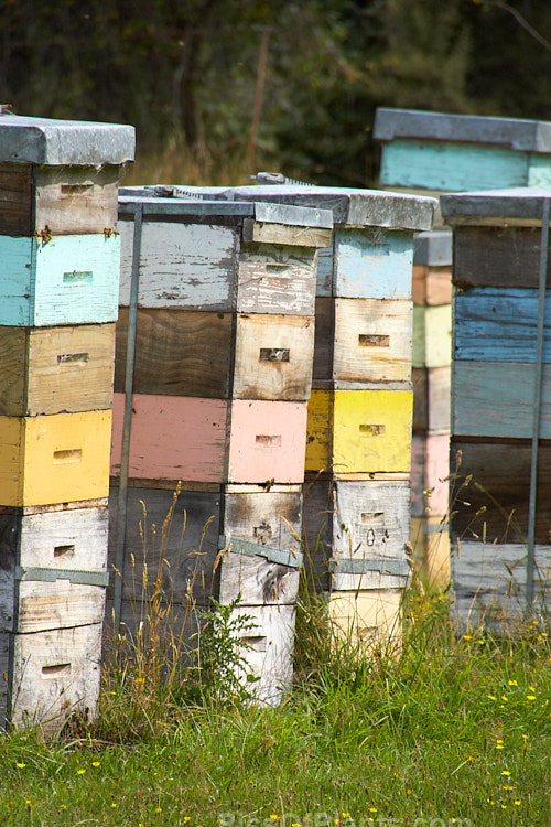 Beehives on a farm in North Canterbury, New Zealand. The hives are moved onto the farm by a local apiarist to take advantage of the flowering of certain pasture plants, such as clover, and the bloom of plants like manuka (<i>Leptospermum scoparium</i>) in patches of bushland on the farm.