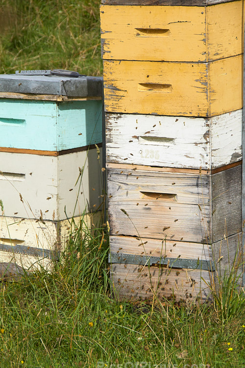 Beehives on a farm in North Canterbury, New Zealand. The hives are moved onto the farm by a local apiarist to take advantage of the flowering of certain pasture plants, such as clover, and the bloom of plants like manuka (<i>Leptospermum scoparium</i>) in patches of bushland on the farm.