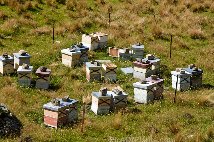 Beehives on a high country farm in Mid-Canterbury, New Zealand. The hives are moved onto the farm by a local apiarist to take advantage of the flowering of certain pasture plants, such as clover, and the bloom of plants like manuka (Leptospermum scoparium) in patches of bushland on the farm. Note how the lids of the hives have been weighted down with large rocks, an indication of the potential force of the wind in this area. Even so, some of the lids have been blown off.