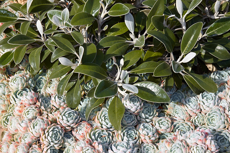 Marlborough rock daisy (<i>Pachystegia insignis</i>) and houseleek (<i>Sempervivum</i>).