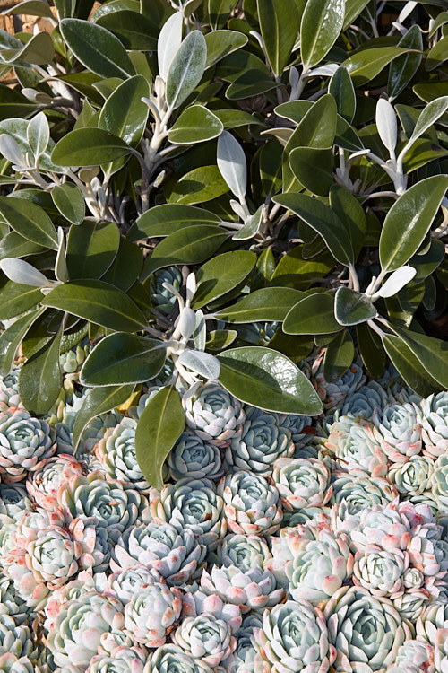 Marlborough rock daisy (<i>Pachystegia insignis</i>) and houseleek (<i>Sempervivum</i>).