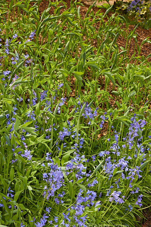 Bluebells (<i>Hyacinthoides</i>) blooming among the young spring foliage of Solomon's Seal (<i>Polygonatum</i>).