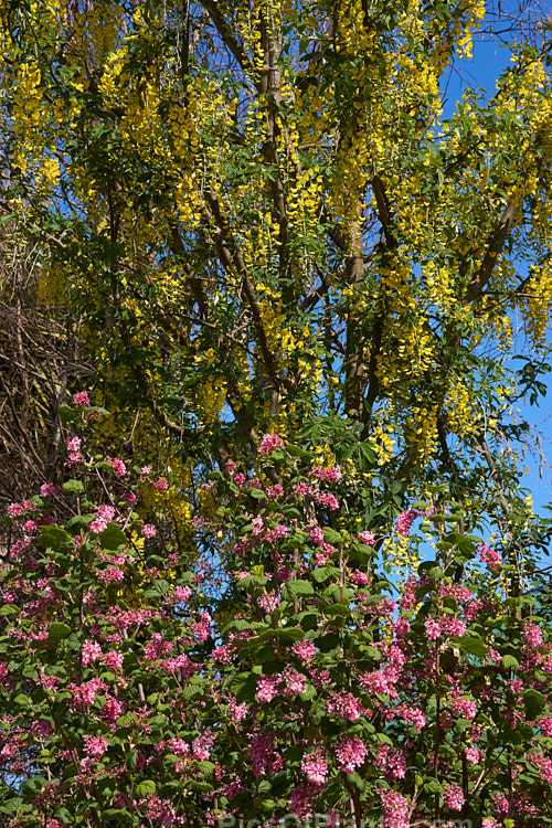Laburnum and flowering currant (<i>Ribes</i>) in spring.