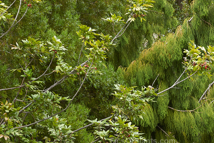The foliage of three distinctive New Zealand trees. In the foreground is Titoki (<i>Alectryon excelsum</i>), which is carrying some mature fruit. At the rear left is Kahikatea (<i>Dacrycarpus dacrydioides</i>) with immature fruit, and at the left rear is the weeping foliage of a young Rimu (<i>Dacrydium cupressinum</i>).
