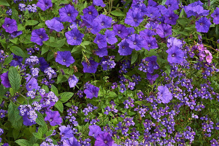 Summer blooming purple flowers: <i>Heliotropium</i>, <i>Petunia</i> and <i>Nemesia</i>.