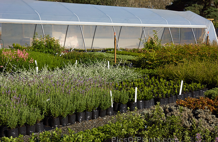 A scene at a small container plant nursery.