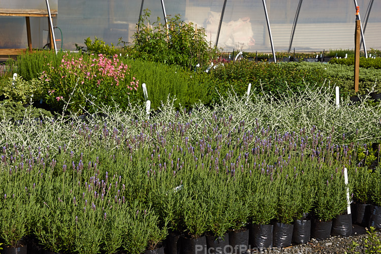 A scene at a small container plant nursery.