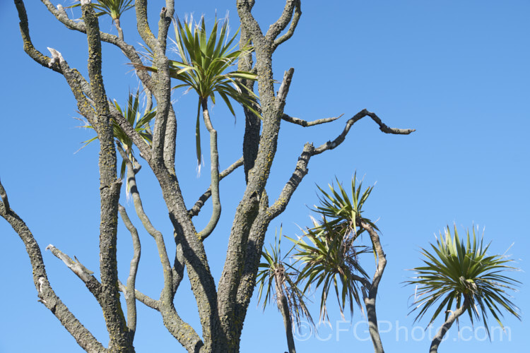 Since the mid-1980s, the New Zealand cabbage tree (<i>Cordyline australis</i>) has been experiencing a decline in many areas of New Zealand due to a fungal dieback disease, Candidatus phytoplasma. It starts out in the foliage heads, causing a slow yellowing and eventually showing up as a white deposit at the base of the leaves as the crown becomes soft and pulpy before dying. One the foliage disappears, the stems die back and the bark peels off to reveal the fungus below. pests-and-diseases-3512htm'>Plant. Pests and Diseases</a> Since the mid-1980s, the New Zealand cabbage tree (<i>Cordyline australis</i>) has been experiencing a decline in many areas of New Zealand due to a fungal dieback disease, Candidatus phytoplasma. It starts out in the foliage heads, causing a slow yellowing and eventually showing up as a white deposit at the base of the leaves as the crown becomes soft and pulpy before dying. One the foliage disappears, the stems die back and the bark peels off to reveal the fungus below. pests-and-diseases-3512htm'>Plant. Pests and Diseases</a>