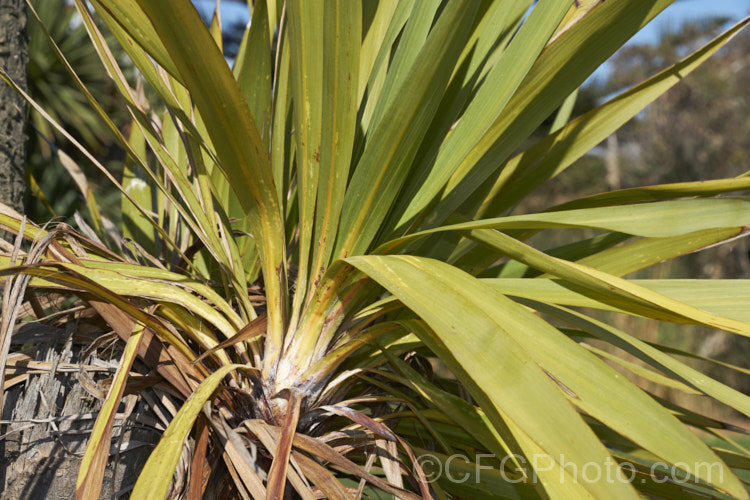 Since the mid-1980s, the New Zealand cabbage tree (<i>Cordyline australis</i>) has been experiencing a decline in many areas of New Zealand due to a fungal dieback disease, Candidatus phytoplasma. It starts out in the foliage heads, causing a slow yellowing and eventually showing up as a white deposit at the base of the leaves as the crown becomes soft and pulpy before dying. One the foliage disappears, the stems die back and the bark peels off to reveal the fungus below. pests-and-diseases-3512htm'>Plant. Pests and Diseases</a> Since the mid-1980s, the New Zealand cabbage tree (<i>Cordyline australis</i>) has been experiencing a decline in many areas of New Zealand due to a fungal dieback disease, Candidatus phytoplasma. It starts out in the foliage heads, causing a slow yellowing and eventually showing up as a white deposit at the base of the leaves as the crown becomes soft and pulpy before dying. One the foliage disappears, the stems die back and the bark peels off to reveal the fungus below. pests-and-diseases-3512htm'>Plant. Pests and Diseases</a>