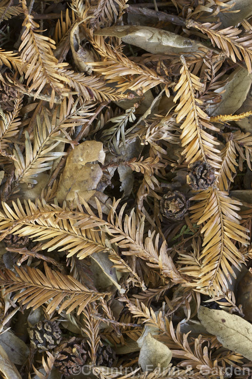 Fallen foliage and fruits of the Giant Redwood (Sequoiadendron giganteum) and various evergreen oaks (Quercus spp).