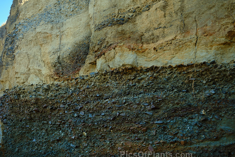 The path of an old stream is clearly revealed by the layers of gravel deposited in the loess that has covered a coastal peat swamp near St Andrews, South Canterbury, New Zealand. Before being tamed, Canterbury's braided gravel riverbeds meandered across the plains in numerous temporary riverbeds, often flooding and changing course.