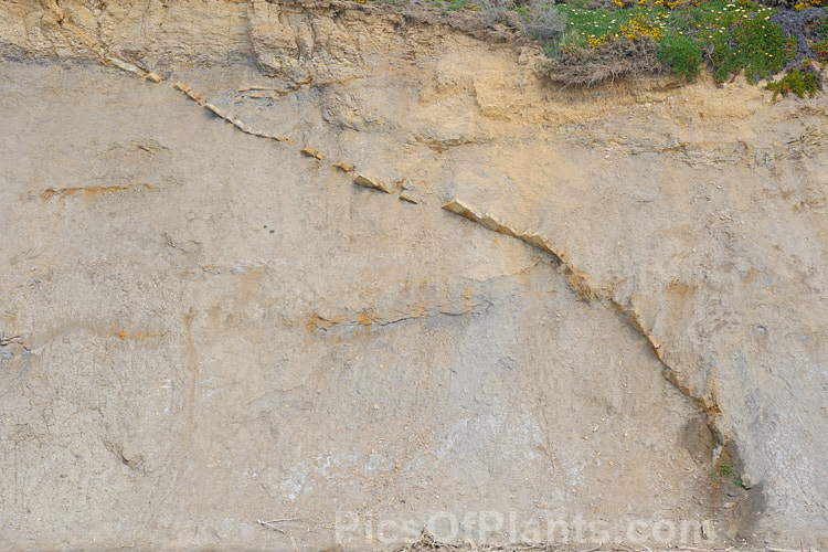 A section of ancient floor that over hundreds of thousands of years has been uplifted to diagonally span most of a 15m high cliff face. Such movements are an important part of coastal soil formation. North Otago, New Zealand.