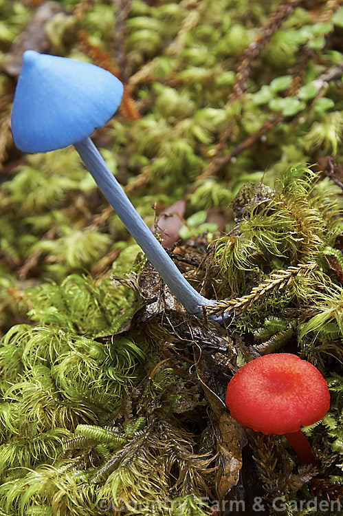 A Blue Mushroom (<i>Entoloma hochstetteri</i>) behind a bright red. Hygrocybe miniata. Both of these colourful New Zealand fungus are usually found among leaf litter or on rotting wood in areas with fairly high rainfall and humidity.